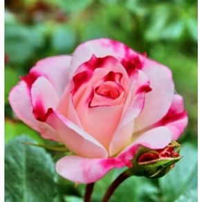 [신라난농원]독일장미.4계.로젠스타트 프라이싱.예쁜핑크색그라데이션.old ose 향기.꽃7-8cm.아주예뻐요.정원관목장미.월동가능.필독뒷사진참고., 1개