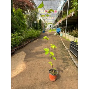 백자작 [잭큐몬티/ 4치포트], 1개