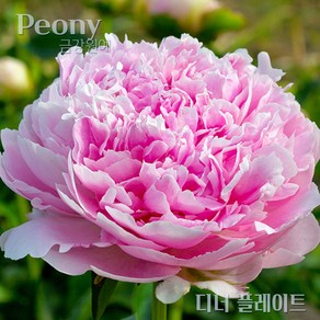 작약(Peony) 숙근 입고 디너플레이(2~3촉) 금강원예, 1개