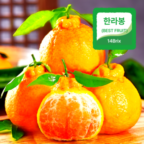 [상위 1% 명인] 고당도 제주 한라봉 가정용, 1박스, 5kg 내외