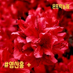 [영산홍] 철쭉 묘목 연산홍 30cm 최상품 (베니-빨강색꽃) 조경수 정원수 전원주택조경 [온뜨락농원plus], 1개, 빨강꽃
