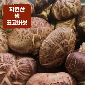 국내산 자연산 생 표고버섯 국산 참나무 표고버섯 경북청송, 1개, 200g(건표고)