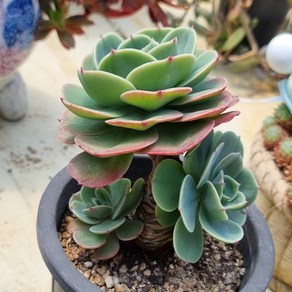 [수암다육] 에스메랄다 단품 Echeveia 'Esmealda' 다육 다육이 다육식물 국민다육, 1개
