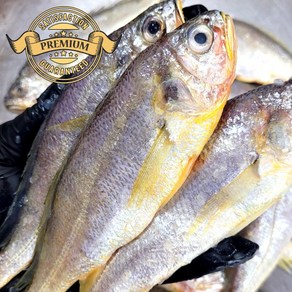 [재구매율이 높은] 국내산 군산 참조기 저렴 가정용 식당용, 1박스, 실속 참조기 3kg (50-55미 내외)