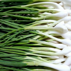 [하나로농수산] 국내산 깐쪽파 주문시 작업 500g 1kg, 1개