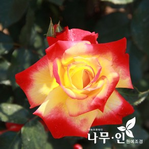 [나무인] 찰스톤 고급사계줄장미 유럽덩굴장미, 1개