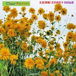 [꽃씨] 삼잎국화 10립 개화기간이 여름부터가을까지 기로 밀원이 풍부해 금밀초, 1개