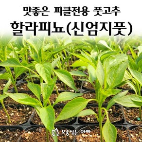 [모종심는아빠] 맛좋은 피클전용 풋고추 신엄지풋(할라피뇨) 모종, 모종, 3개