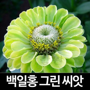 그린 백일홍 씨앗 꽃씨 종자 꽃씨앗 야생화 씨 20알, 1개