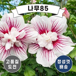 (나무85) 겹꽃 쉬폰무궁화 4종 시리즈 (2리터 포트)