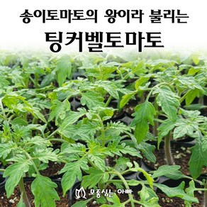 [모종심는아빠] 고당도 송이토마토의 왕이라 불리는 팅커벨 모종, 1컵, 1개