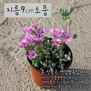 [다육] 백봉구(백봉국) 지름 9cm소품화분, 1개