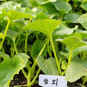 [모종모종]참외 모종 2개(주문시 2개 배송합니다), 2개