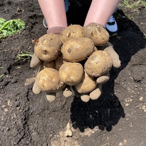 제주직송 노지 포슬포슬 감자 흙감자, 1개, 5kg(특)