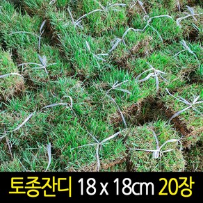 천연잔디 18cm x 20장 묶음 한국잔디 중지, 20개