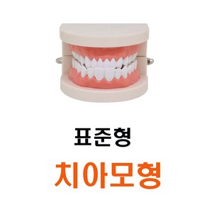 표준형 치아모형 모형치아 이빨모형 구강모형 교재