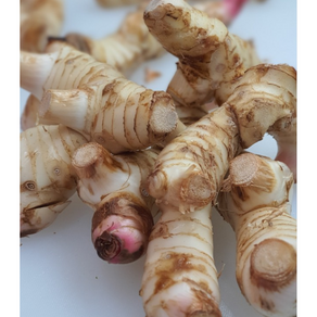 생 갈랑갈 1kg [태국산] 갈랑가 갈랑갈 고량강 태국야채 레몬그라스갈랑갈 레몬그라스세트 태국고수 라임잎레몬그라스 WORLDFOOD 갈란갈