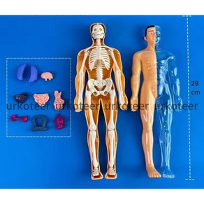 인체구조 모형 인체 장기골격 모방 의학 블록 구조 내장 과교류 ukotee 2024-zz-11-16, 1개