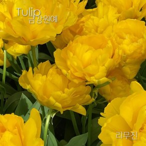 튤립(Tulip) 추식 구근 겹툴립 리무진(1set-5구) 금강원예