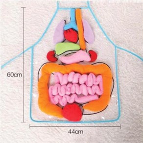 사이언쌤 인체기관모형앞치마, 1개