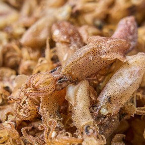 농가살리기 국내산 100% 삼천포 총알건꼴뚜기, 1개, 250g (2~5cm내외)