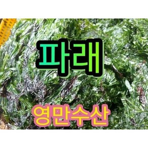 햇 감태.감태무침.감태지. 생감태.생파래.생톳 완도산지직송, 생파래500g, 1개