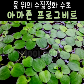 [물풀정원] 개굴개굴 아마존 프로그비트 20뿌리 수질정화 부상수초 달팽이없는 깨끗한 수초키우기 구피 베타 물고기 새우 은신처, 1개