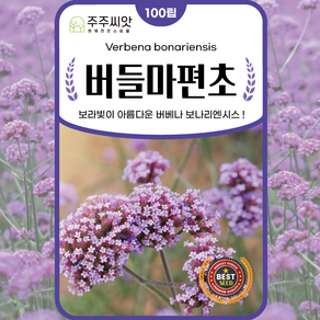 주주씨앗 버들마편초 씨앗 100립 버베나 보나리엔시스Verbena bonariensis 퍼플톱 버베인 클러스터톱 버베인 아르헨티나 버베나 라일락 버베나 종자 씨 보라색꽃