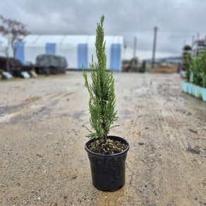 문그로우(20cm 화분) 조경수 묘목 노지월동 나무 상록수