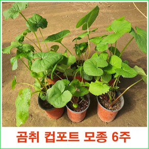 토종곰취 컵포트 모종 = 6주 판매