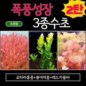 수초킹 폭풍성장 3종수초 2탄 (붕어마름+레드카붐바+로타라홍콩) / 구피 어항 초보 수초세트 치어 치비 은신처 놀이터, 심플세트(14촉), 1개