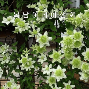 clematis 알바플레나 [1포트 복남이네야생화 모종 으아리 클레마티스], 1개