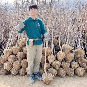 감나무 묘목 차량 단감나무 4년생 분묘 결실주, 차량 단감나무 분묘 4년생 결실주