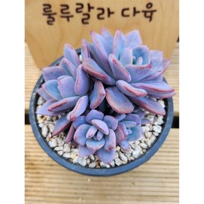 [룰루랄라다육][랜덤]다육식물 어큣핑크, 1개