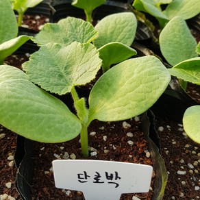 [모종모종]단호박 모종 2주 (품종:아지지망 골드)아시아종묘