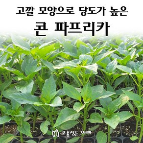 [모종심는아빠] 고깔 모양으로 당도가 높은 콘 파프리카 모종, 1개, 레드콘모종