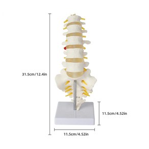 GD 요추모형(실물크기) 경제적인 가격의 요추 모형, 1개