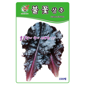 오스템바이오 불꽃상추 1500립 종자 씨앗 불꽃같이 색이 선명한 상추, 1개