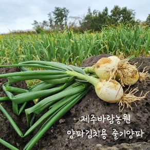 제주 조생 햇 줄기 양파 양파김치용 5kg /10kg, 1개