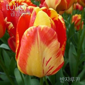 스트라이프 튤립(Stipe Tulip) 추식 구근 입고 금강원예, 1개