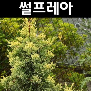 썰프레아 묘목 접목 1.5L화분 1개/정원수 조경수, 1개