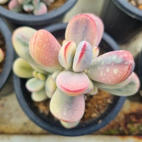 [수암다육] 방울복랑금 랜덤발송 Cotyledon obiculata cv f. vaiegata 랜덤발송 다육 다육이 다육식물 312, 1개