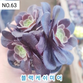 다육식물- 희귀 다육 100가지 모아보기, [NO. 63] 7.5cm 포트, 1개