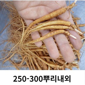 인삼 삼계탕인삼 삼계탕수삼 삼계탕재료 수삼 250-300뿌리 인삼 수삼파삼 삼계탕용수삼