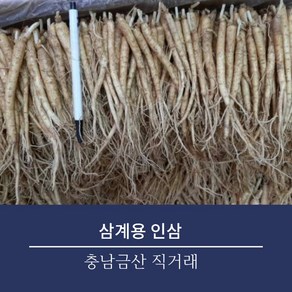 금산 수삼 인삼 삼계탕용 갈비탕용 삼계인삼 실삼계 무료세척