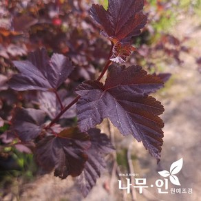 [나무인] 자엽중산국수나무 5개 포트묘