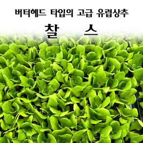 [모종심는아빠] 버터헤드타입의 고급 유럽상추 찰스 모종, 모종, 6개