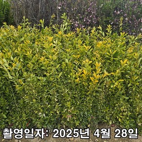착한가격 나무생각 / 황금사철 / 60cm, 황금, 1세트