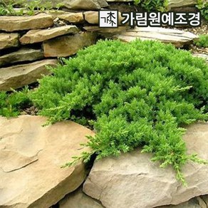 눈향나무 묘목 좀눈향 폭30/40cm 6치화분 가림원예조경, 좀눈향 폭30cm, 1개