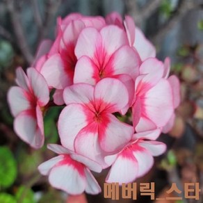 제라늄 씨앗 5립 네델란드 수입씨앗(나노 링고 메버릭 핀토프리미엄등), 메버릭스타5립, 1개